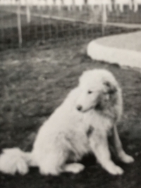 One of the dogs shot by the Bartons in 1948 by militiamen as part of the confiscation of the factory