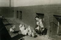 Maminka Pavla se slepicemi chovanými v činžáku, Mladá Boleslav, 1940