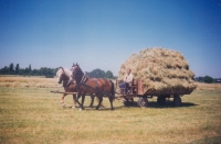 Antonín Konečný on a carriage during the harvest