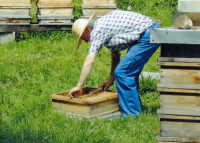 Při včelaření, 2008