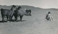 On a trip in the desert (Chile)