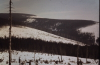 Destroyed forests above Harrachov at the beginning of the 1980s. Spruce bark beetle, commonly known as the bark beetle, arrived in the forests weakened by industrial pollutants