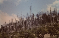 Forests above Harrachov in the first half of the 1980s, when they were destroyed by industrial pollutants