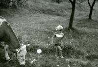 Son Frantisek Svoboda with a cow in 1992