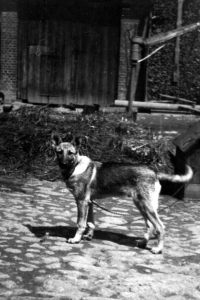 Dog Aran in František Kubný's yard