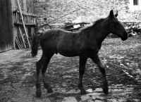 Foal Paton / sold to Sweden via stud in Tlumačov