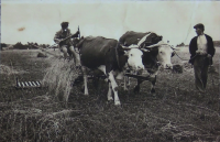 Brother Josef Pospíchal with his father in the field, already in the post-war era