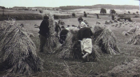 The Pospíchal family in the field, probably 1950s