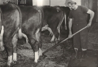 Při práci v JZD, 80. léta 20. století