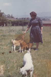 Tetička Gertruda Červenáková, Kalifornie, 1964