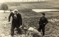 Sklízeň řípy s bratry Mirkem a Pavlem, rok 1954