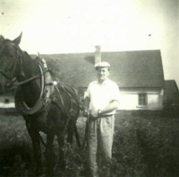 Blahomír starší, otec, při prohrnování brambor s koněm Frajerkou, asi 1952