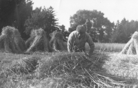 Poslední žně s kravami, otec pamětníka Miroslav Dvořák, U Tří Kocourů, 1973