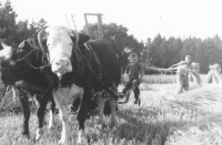 Poslední žně s kravami, U Tří Kocourů, 1973