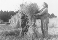 Poslední žně s kravami, maminka pamětníka Emílie Dvořáková, U Tří Kocourů, 1973