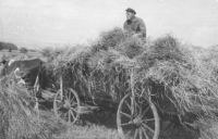 Poslední žně s kravami, U Tří Kocourů, 1973