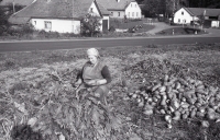 Maminka pamětníka Emílie Dvořáková při sklizni buráku, U Tří Kocourů, 1988