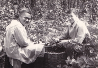 Jaroslav Douša (left) during compulsory hop harvest work in Drahonice, August 1964